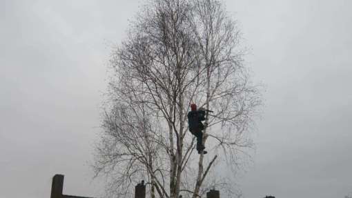 bomen rooien 